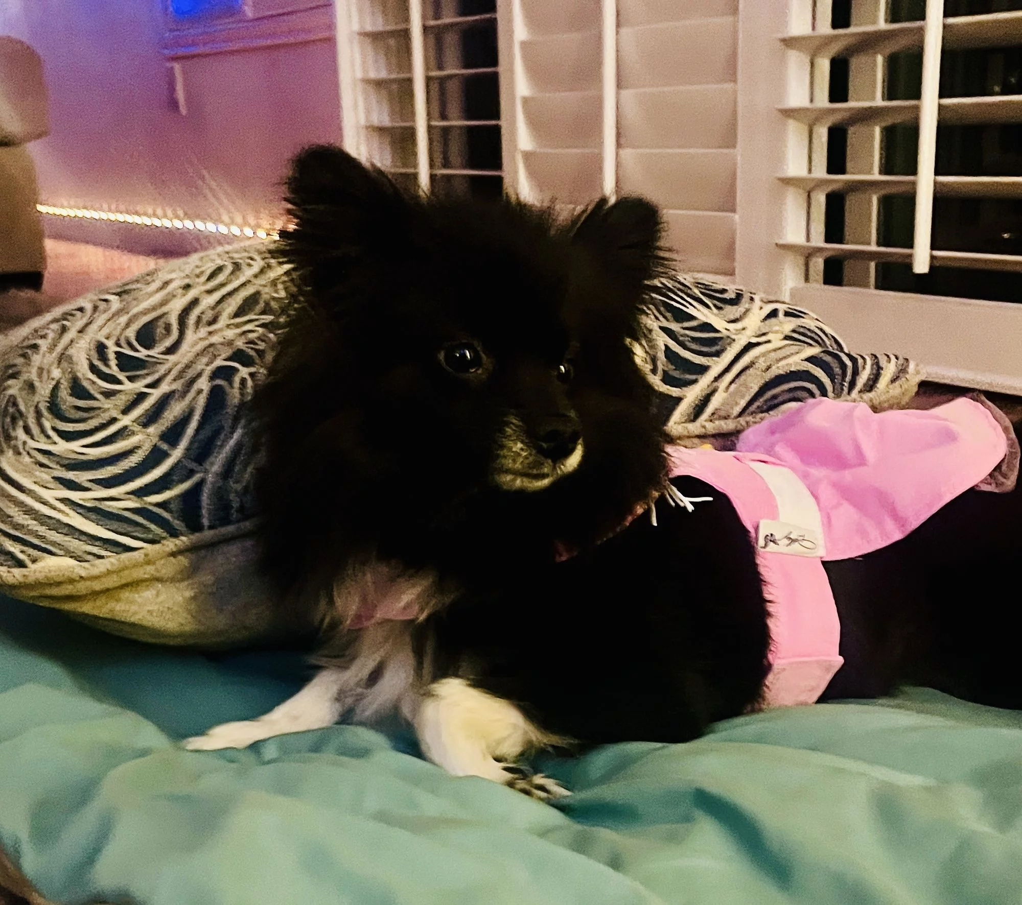 annieofthewild profile