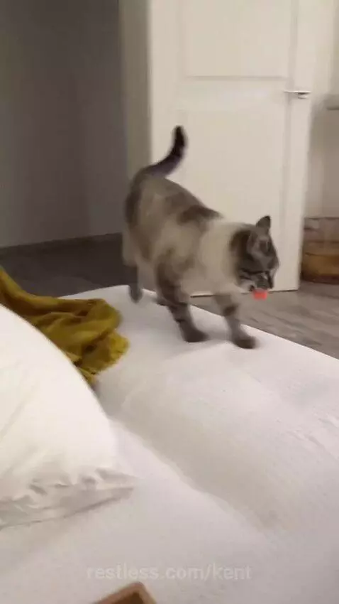 Video by kent