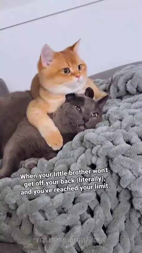 Video by kent