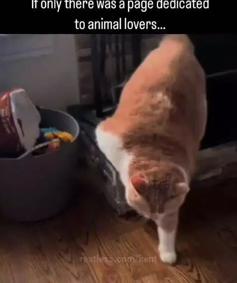 Video by kent