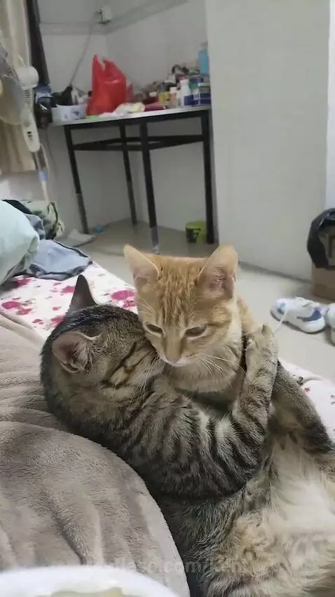 cats by kent