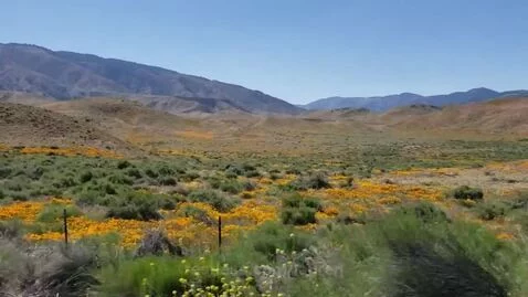 lauren's post preview (california)